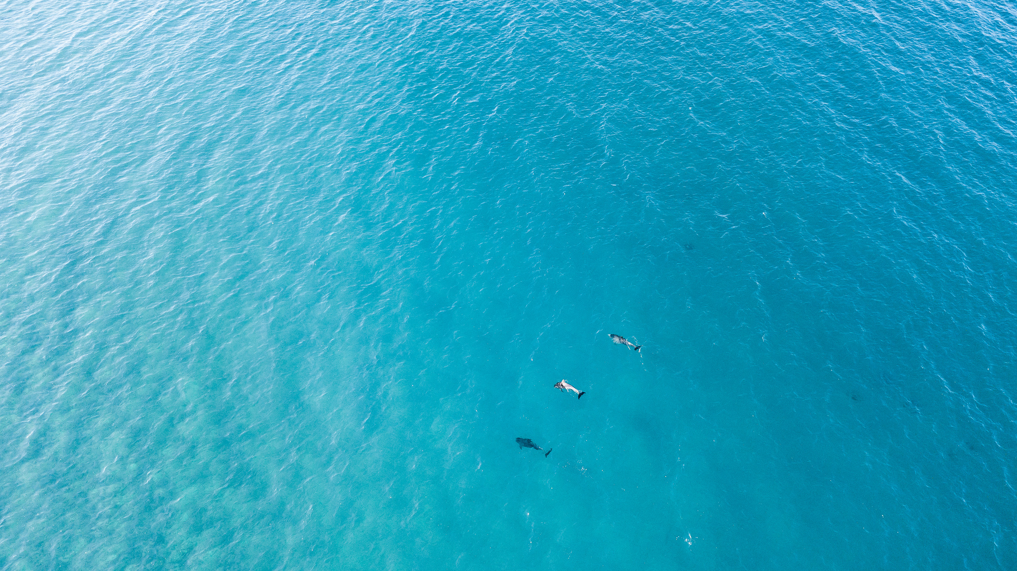 Aerial View of Dolphins in the Ocean